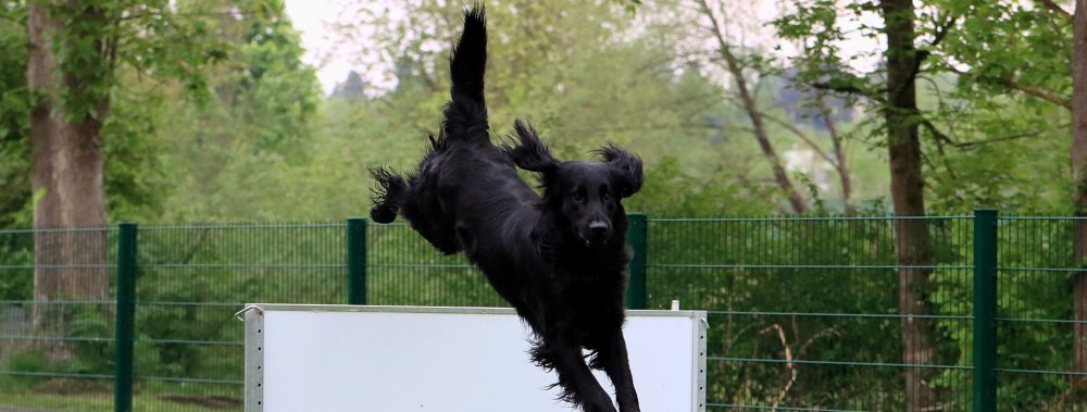 Hundeschule SVÖ Schärding
